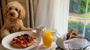 Luxury 5-star hotels with pet-friendly policies and services